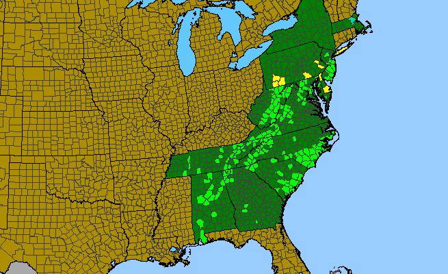 The range of Hypericum densiflorum